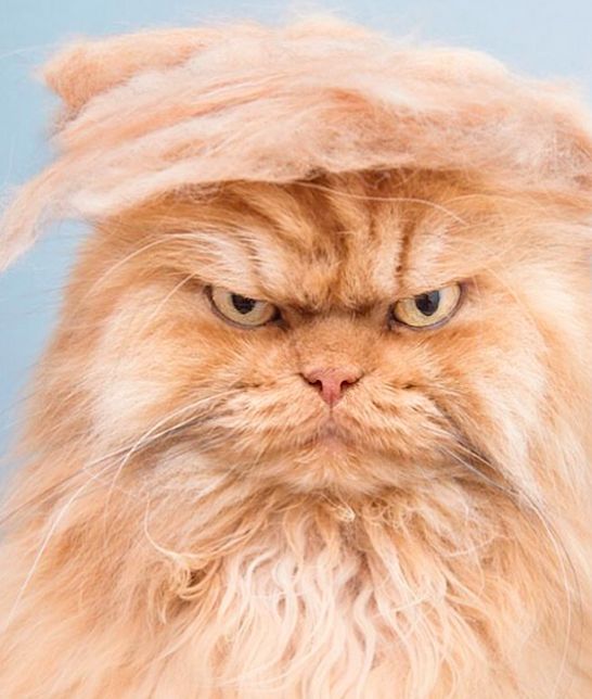 Trump Cat
